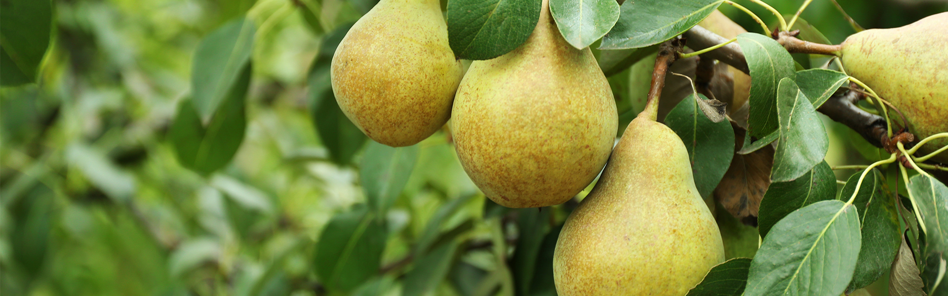 Pears