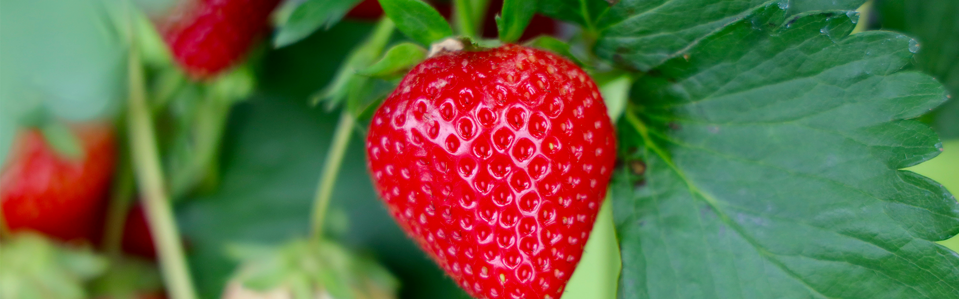 Strawberries