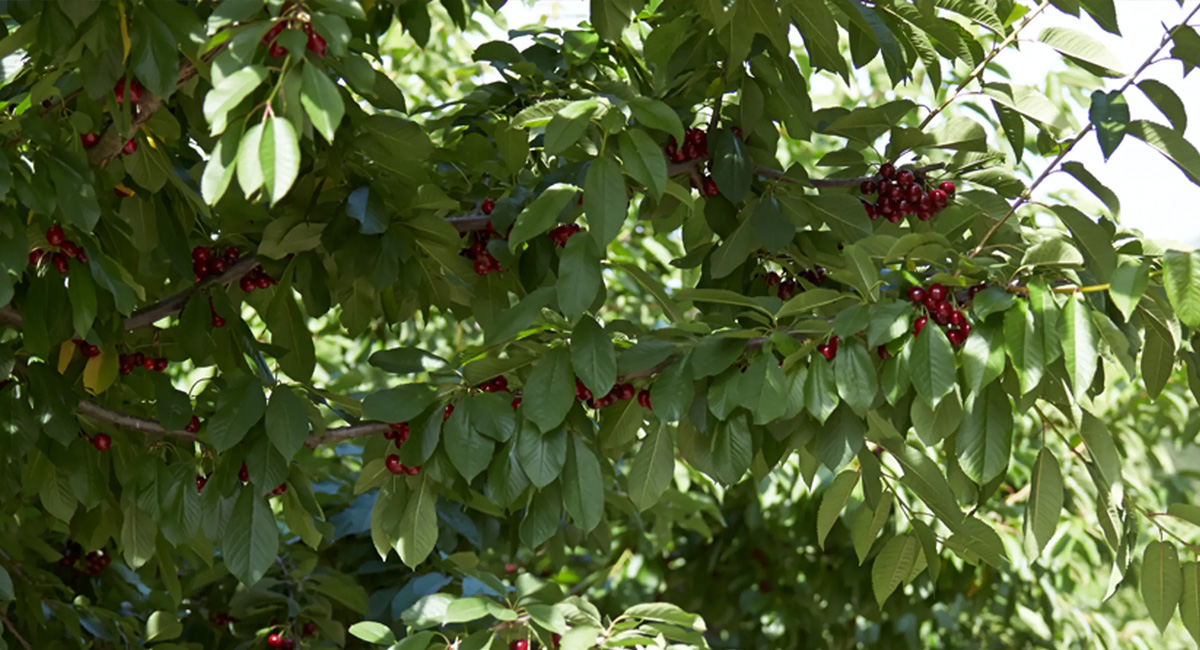 9 domande frequenti sul biologico