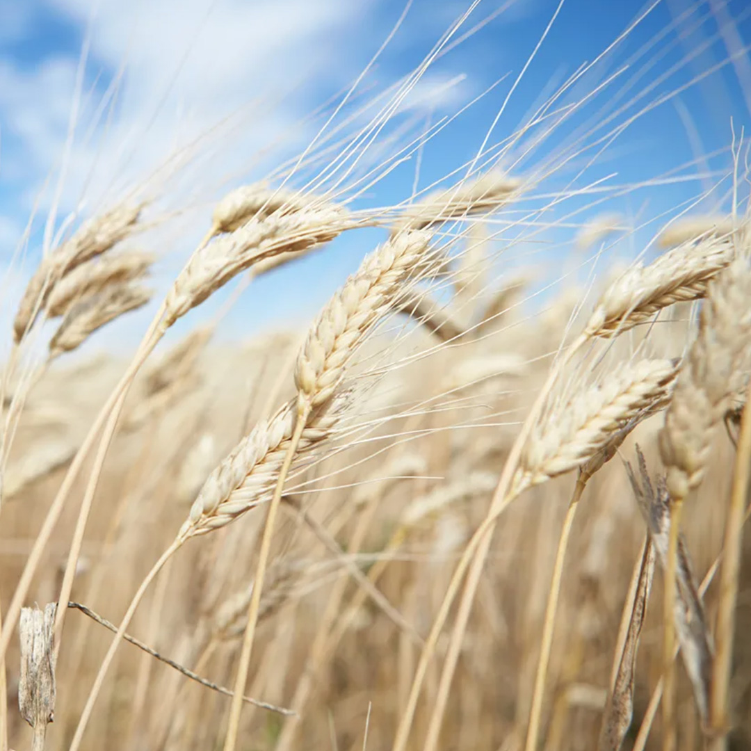 9-domande-frequenti-sul-biologico