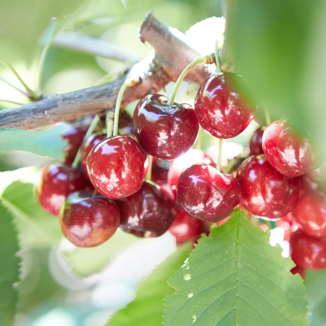 9-domande-frequenti-sul-biologico