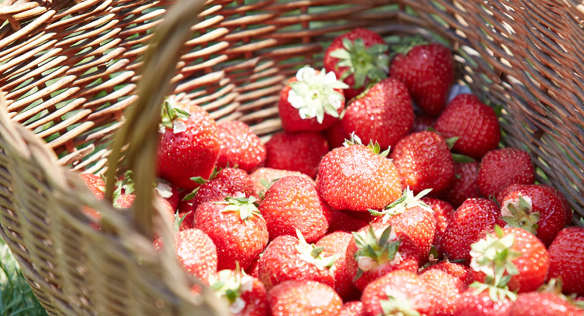 Perché-consumare-prodotti-BIO